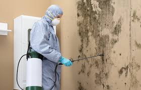 Best Residential Mold Inspection & Testing  in Willow Oak, FL